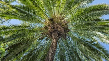Date Leaf