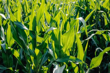 Corn Leaf